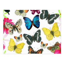 Vintage Blue Red Yellow Colourful Butterflies Postcards