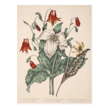 Vintage Botanical Art Postcards
