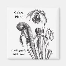 Vintage Botanical Carnivorous Plant Magnet