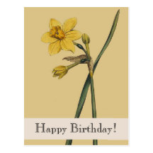 Vintage Botanical Daffodil Happy Birthday Postcard