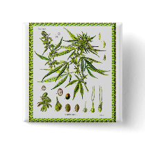 Vintage Botanical Illustration, 1897 - A weed Pinback Buttons