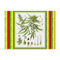 Vintage Botanical Illustration, 1897 - A weed Postcard