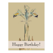 Vintage Botanical Iris Happy Birthday Postcard