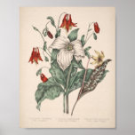 Vintage Botanical Print