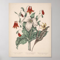 Vintage Botanical Print