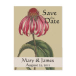 Vintage Botanicals Coneflower Save the Date Postcard