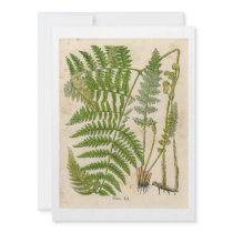 Vintage Botanicals Illustrations Personalized Announcement