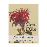 Vintage Botanicals Monarda Save the Date Postcard