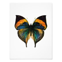 Vintage Butterfly - 1800's Antique Butterfly Litho Photograph
