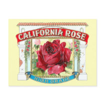 Vintage California Rose Floral Postcard