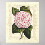 Vintage Camellia Shabby Country Cottage Elegance Posters