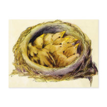 Vintage Chicks Postcard
