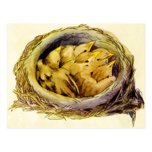 Vintage Chicks Postcard