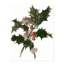 Vintage Christmas Holly Plant with Red Berries Postcards