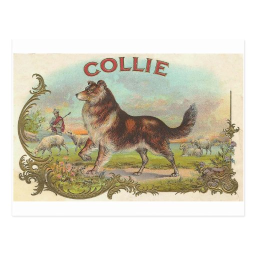 Vintage Collie Dog Postcard