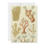 Vintage Coral invitations