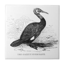Vintage Cormorant Bird Tile