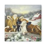 Vintage Cow Image magnets