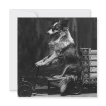 Vintage Crazy Dog Riding Wagon Photo