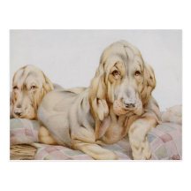 Vintage Cute Bloodhounds, Puppy Dogs by EJ Detmold Postcard