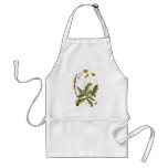 Vintage Dandelion Illustration aprons