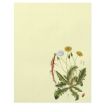 Vintage Dandelion Illustration