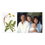 Vintage Dandelion Illustration photo cards