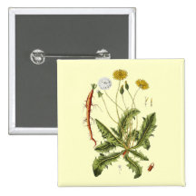 Vintage Dandelion Illustration Pinback Button