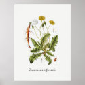 Vintage Dandelion Illustration posters