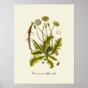 Vintage Dandelion Illustration posters