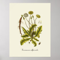 Vintage Dandelion Illustration Posters