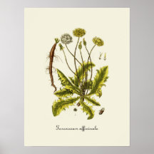 Vintage Dandelion Illustration Posters