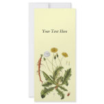 Vintage Dandelion Illustration rack cards