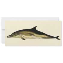 Vintage Dolphin; Delphinus Delphis Custom Rack Card