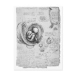 Vintage drawing of a foetus in the uterus 1 postcards