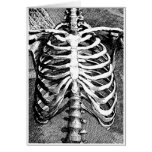 Vintage drawing of a ribcage cards