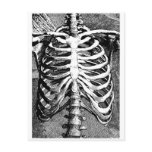 Vintage drawing of a ribcage postcards
