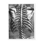 Vintage drawing of a spine and ribcage postcards