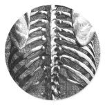 Vintage drawing of a spine and ribcage