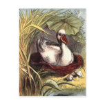 Vintage Duck postcards