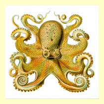 Vintage Ernst Haeckel Octopus in Yellow posters