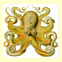 Vintage Ernst Haeckel Octopus in Yellow posters