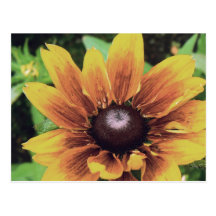 Vintage Flower Post Cards