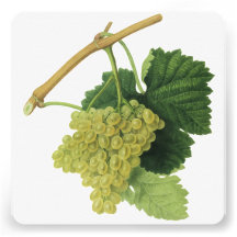 Vintage Food Fruit, White Wine Grapes on the Vine Custom Invite