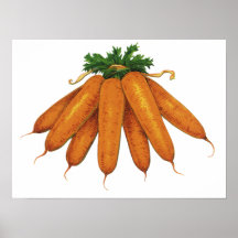 Vintage Food, Vegetables; Bunch of Organic Carrots Print