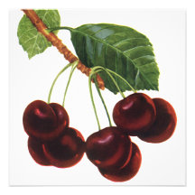 Vintage Fruit; Cherries on a Branch Personalized Invite