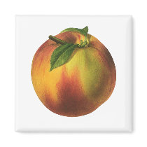 Vintage Fruit; Peach Refrigerator Magnets