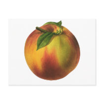 Vintage Fruit; Peach Post Card