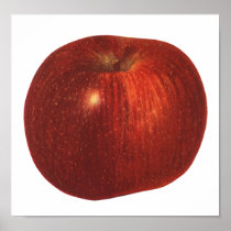 Vintage Fruit; Ripe Red Delicious Apple Posters