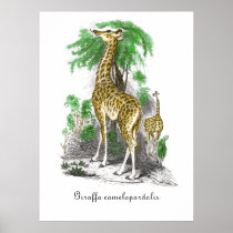 Vintage Giraffe Illustration  Giraffa camelopardal